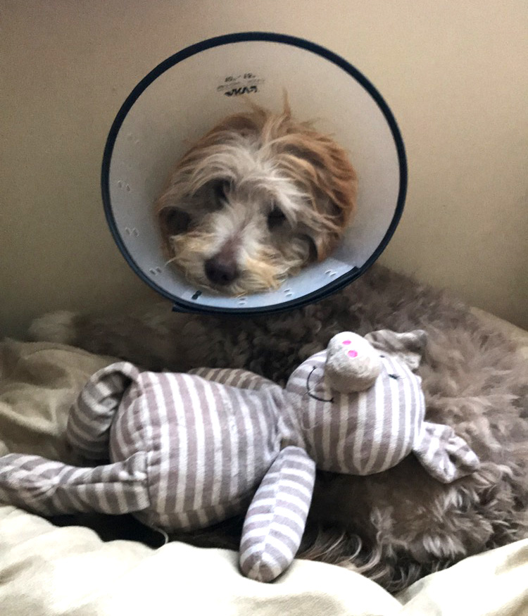 Alfie post surgery
